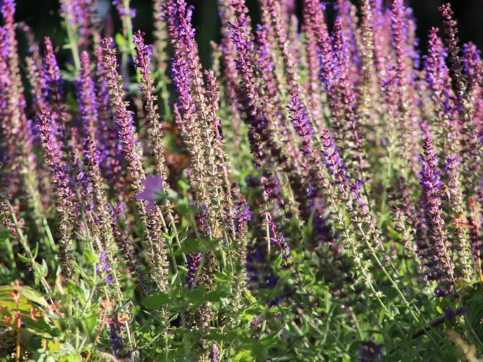 Фото:&nbsp;pxhere.com