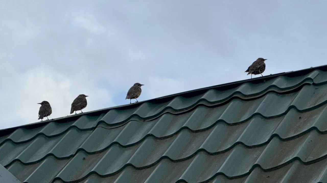 REGIONS/Илья Попов