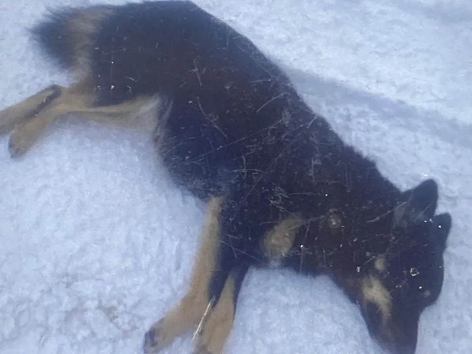 Фото: пресс-служба администрации г.о. Воскресенск