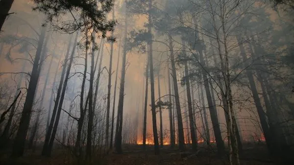 В Чернобыльской зоне вновь горел лес