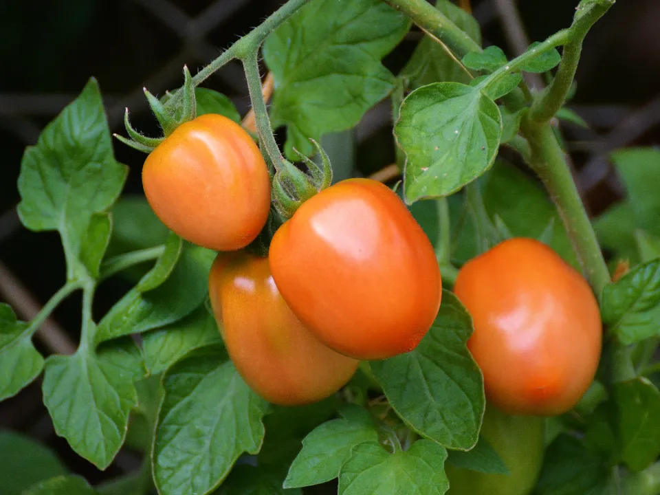 Фото: pxhere.com