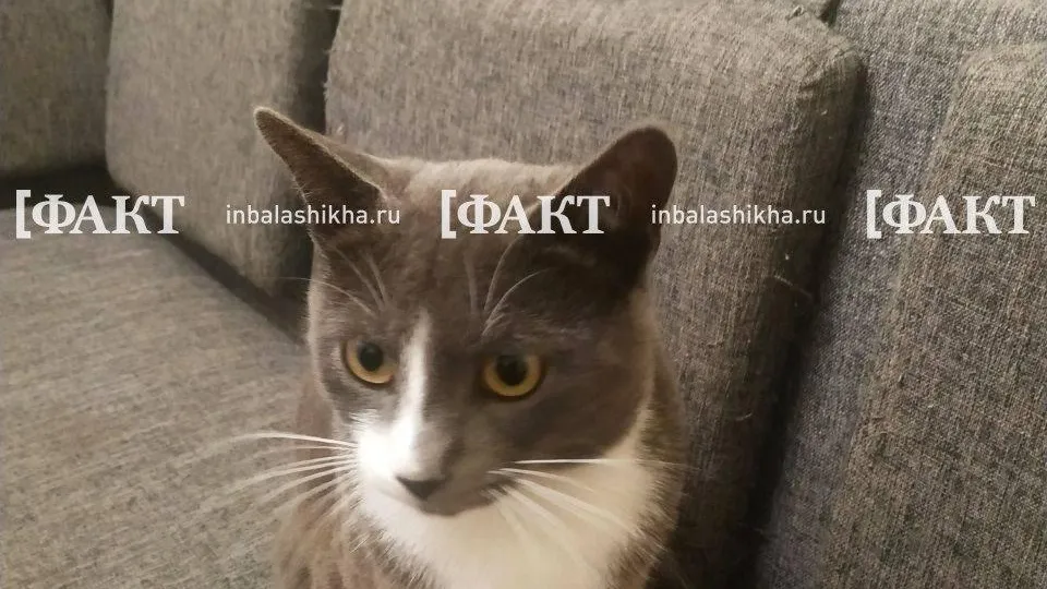 Фото из@rusavkino_romanovo