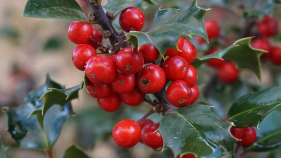 Фото: pxhere.com