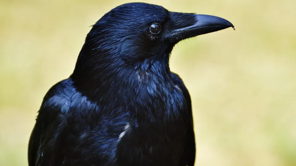 Фото: pxhere.com