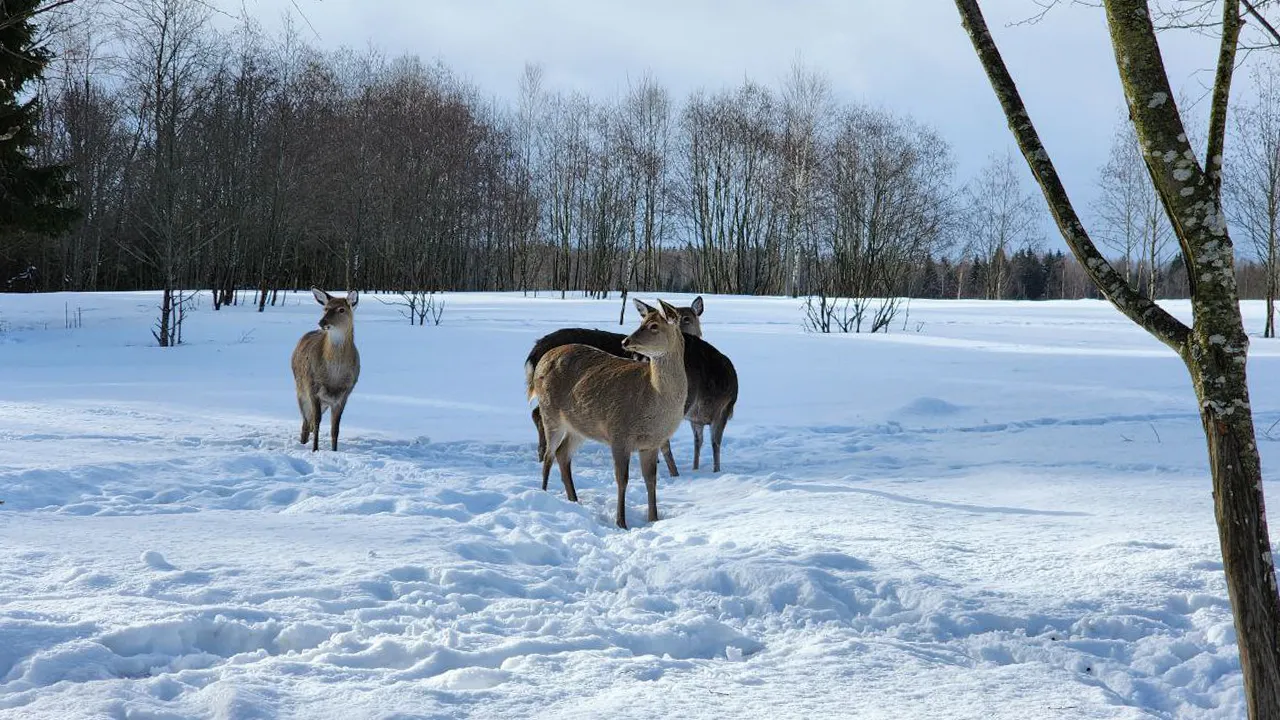 МедиаБанк Подмосковья/Яна Шаливская