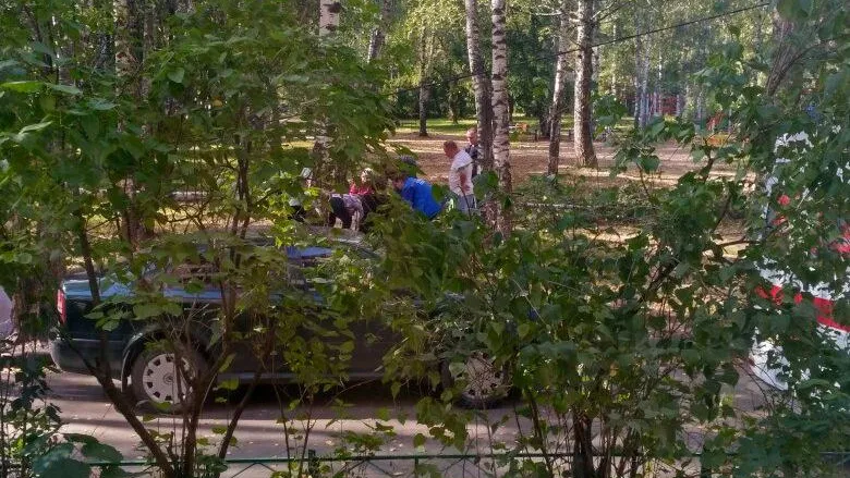 Дерево упало на пенсионерок из-за ветра в Дмитрове