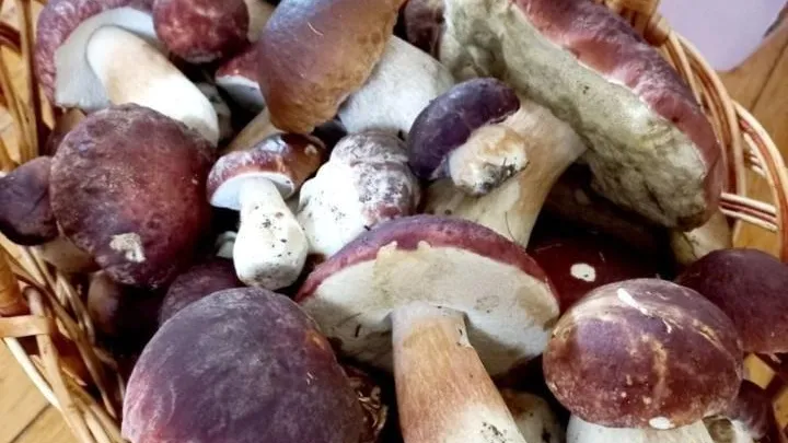 Фото:Дмитрий Мелехин