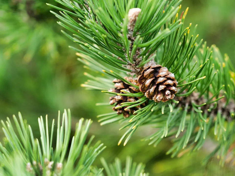 Фото: istockphoto.com/Placebo365