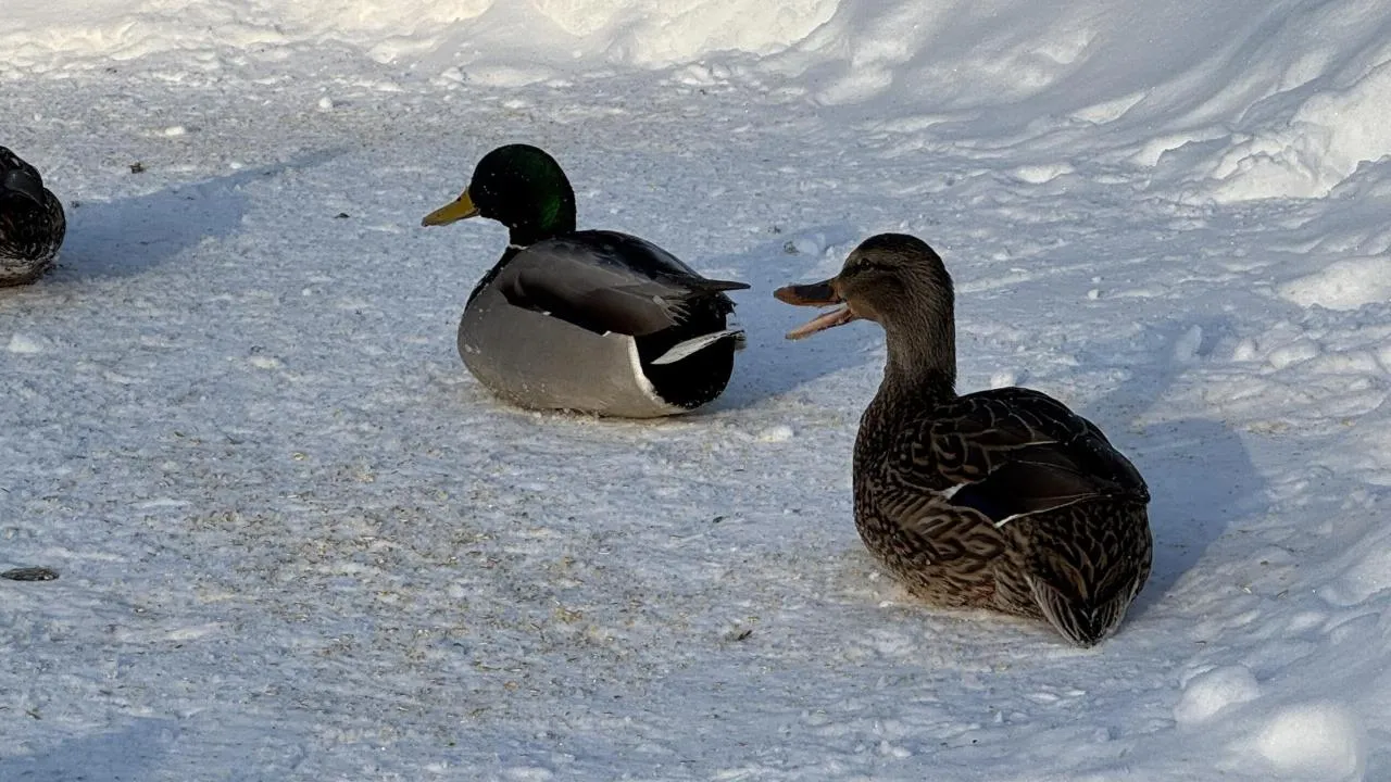 Виктория Фортуна