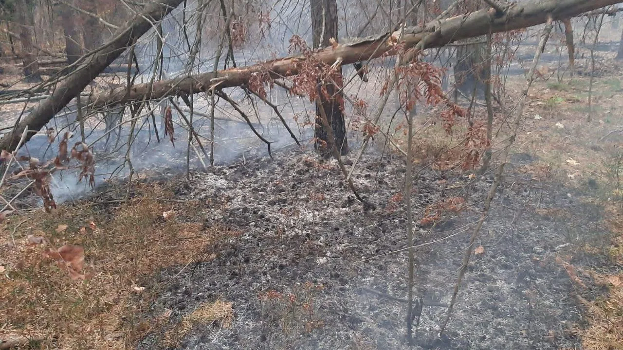 Комитет лесного хозяйства Московской области