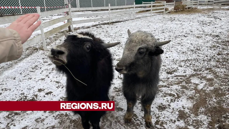 Фото: Евгений Рой