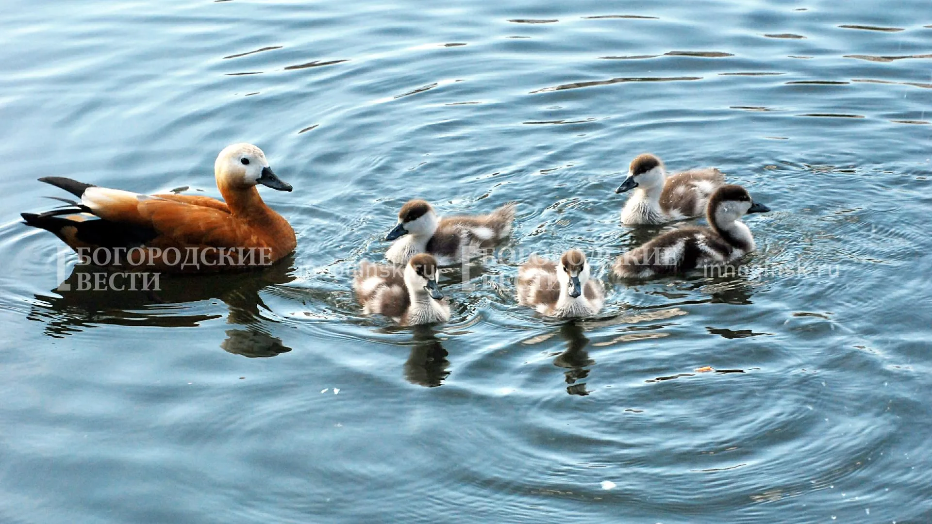 Фото: Александр Легкий