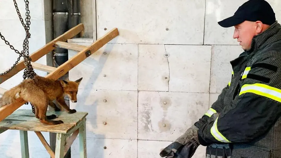 Фото: ГКУ МО «Мособлпожспас»