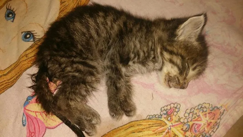Домашние животные гибнут по вине ветеринара в Верее
