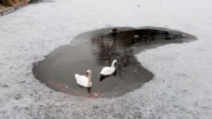 Telegram-канал "360tv"