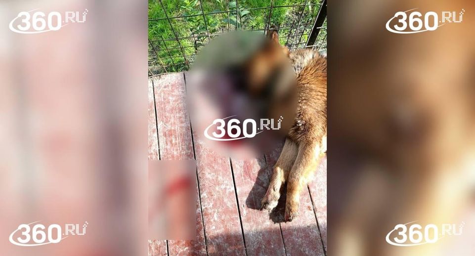 Полиция задержала мужчину за убийство собаки в Новосибирской области