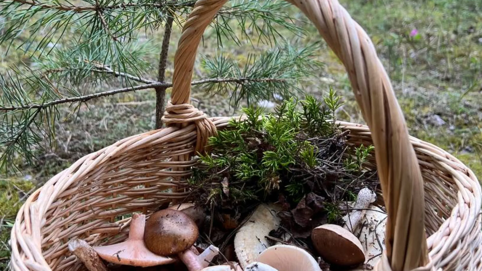 Фото: REGIONS/Елена Фурман