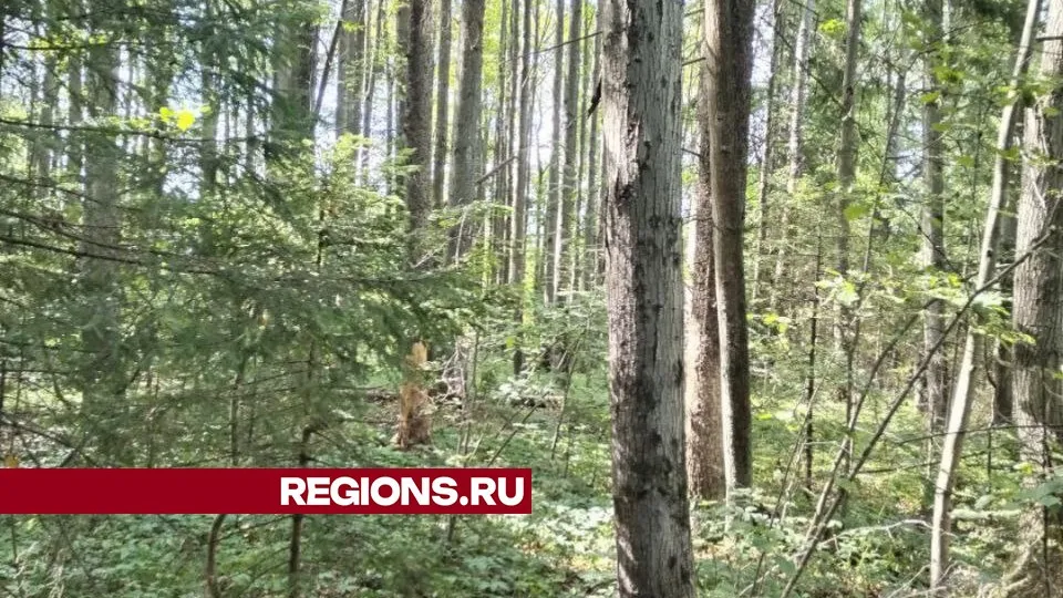 Фото: REGIONS/Наталья Широкая