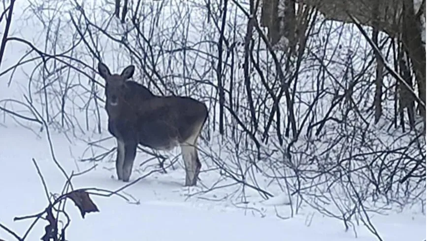 Фото: Ступинский филиал ГКУ МО «Мособллес»