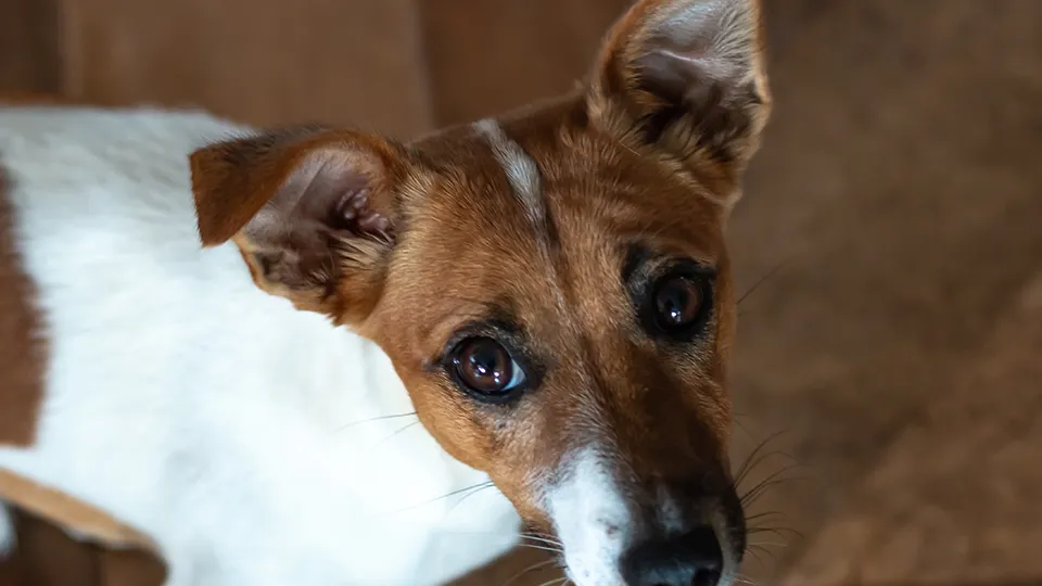 Фото: istockphoto.com/Adrian Plitzco