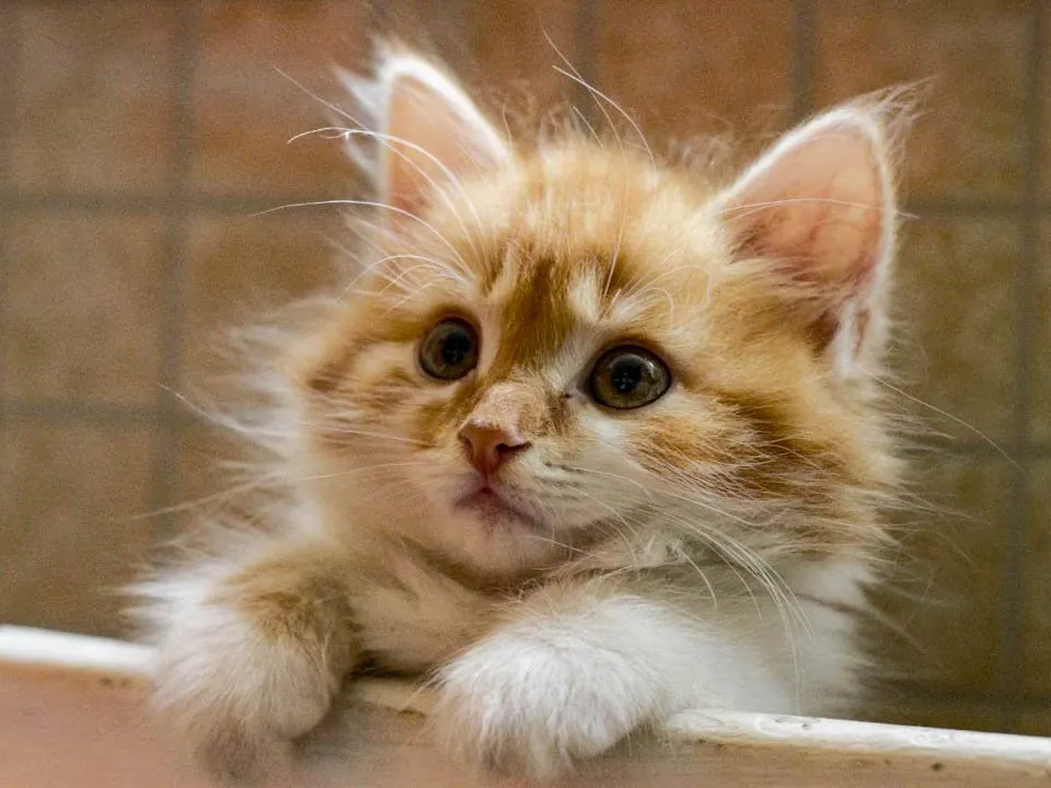 Фото: REGIONS/Эльвира Сафина