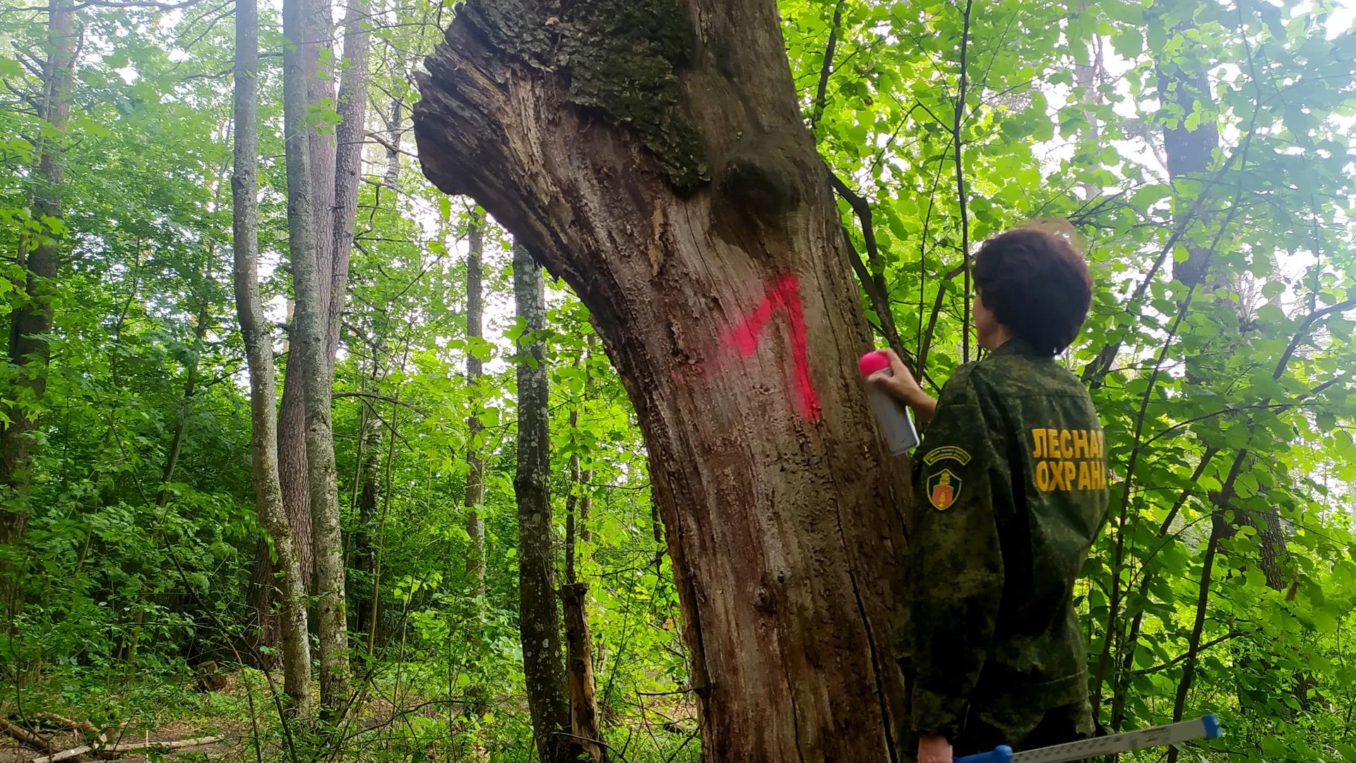 Комитет лесного хозяйства МО