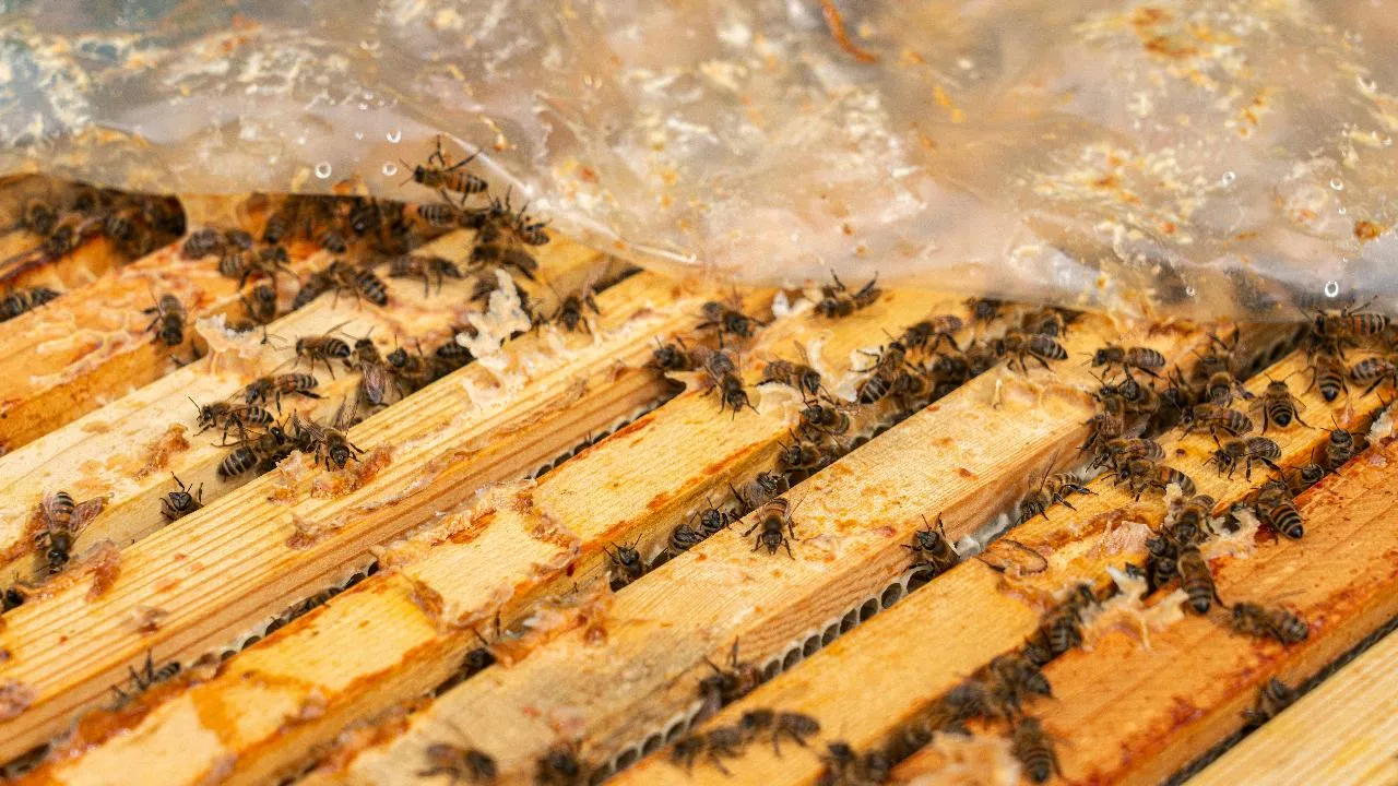 В Талдоме пчеловод получил участок площадью 7,3 га для развития хозяйства