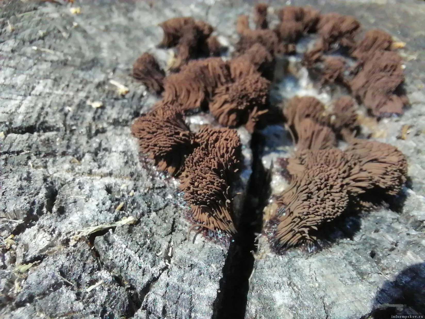 Фото: Алина Полинова/А еще слизевик может менять цвет. Фото сделано через несколько часов после первого.