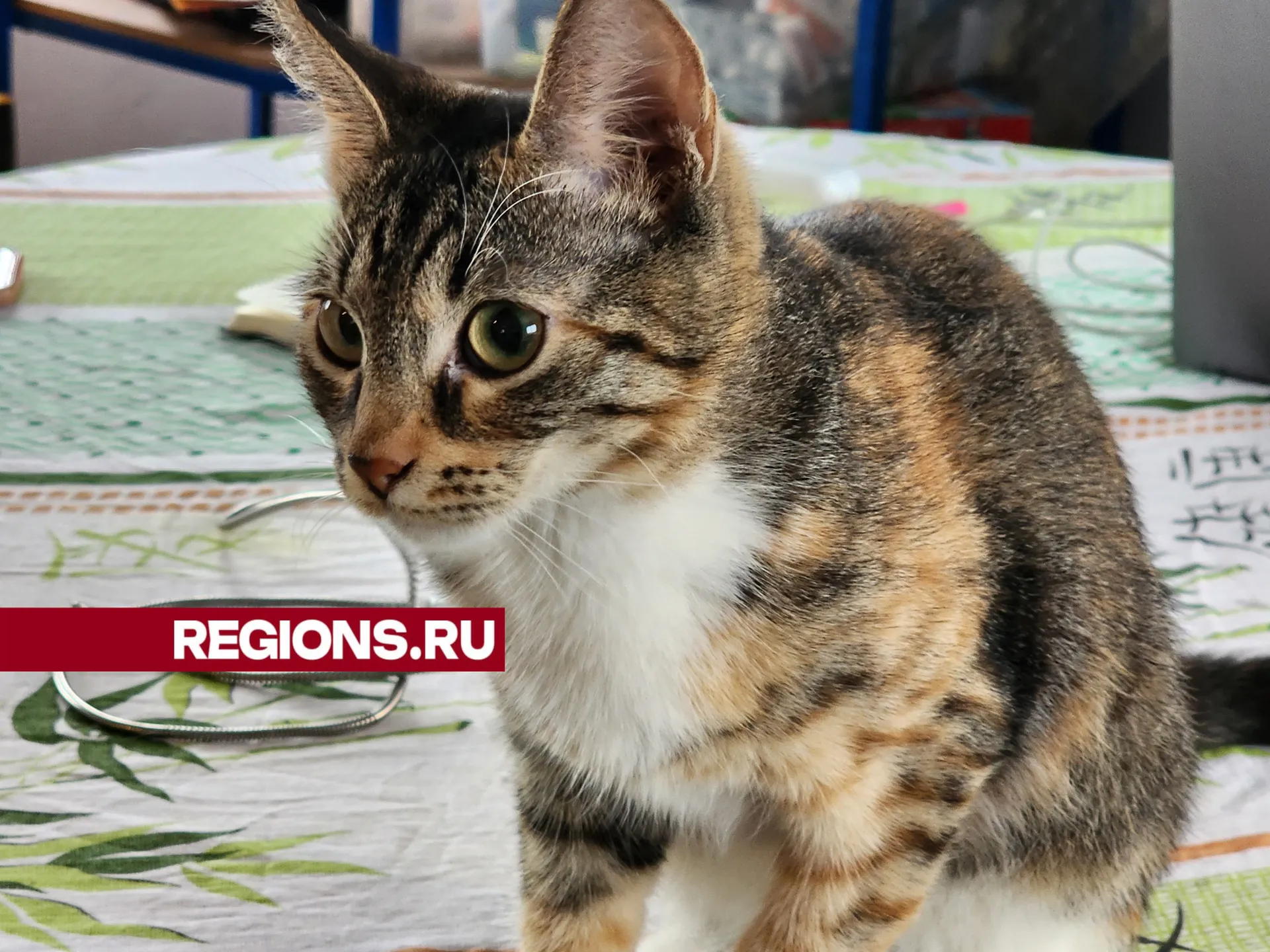 Фото: Светлана Борщева