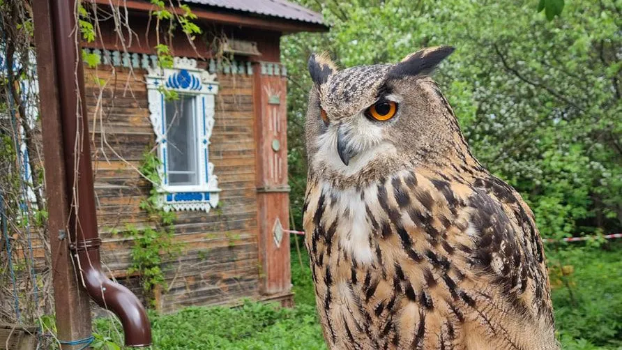 Фото: Журавлиная родина