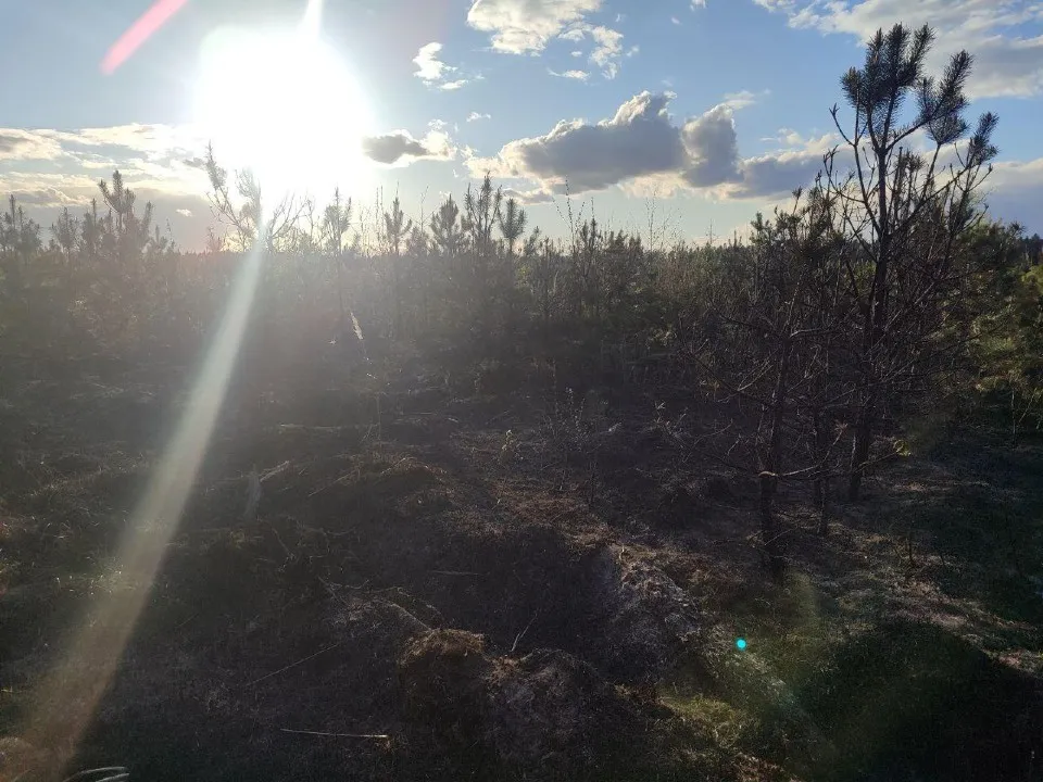 Фото: Комитет лесного хозяйства Московской области