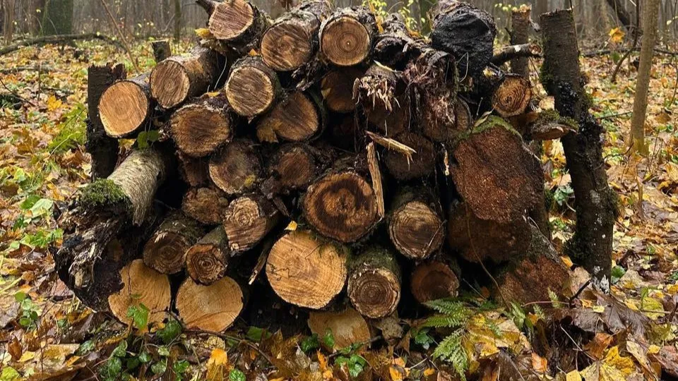 Фото: Комитет лесного хозяйства Московской области