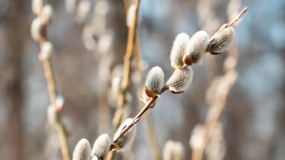 Фото: МедиаБанк Подмосковья/Мария Юдина