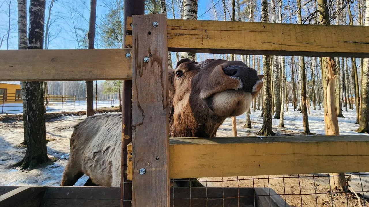 МедиаБанк Подмосковья/Валерия Исаева