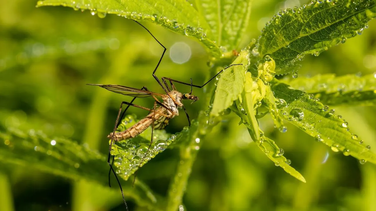 Фото: Pixabay.com