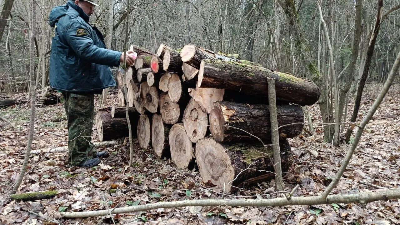 Фото: Комитет лесного хозяйства Московской области