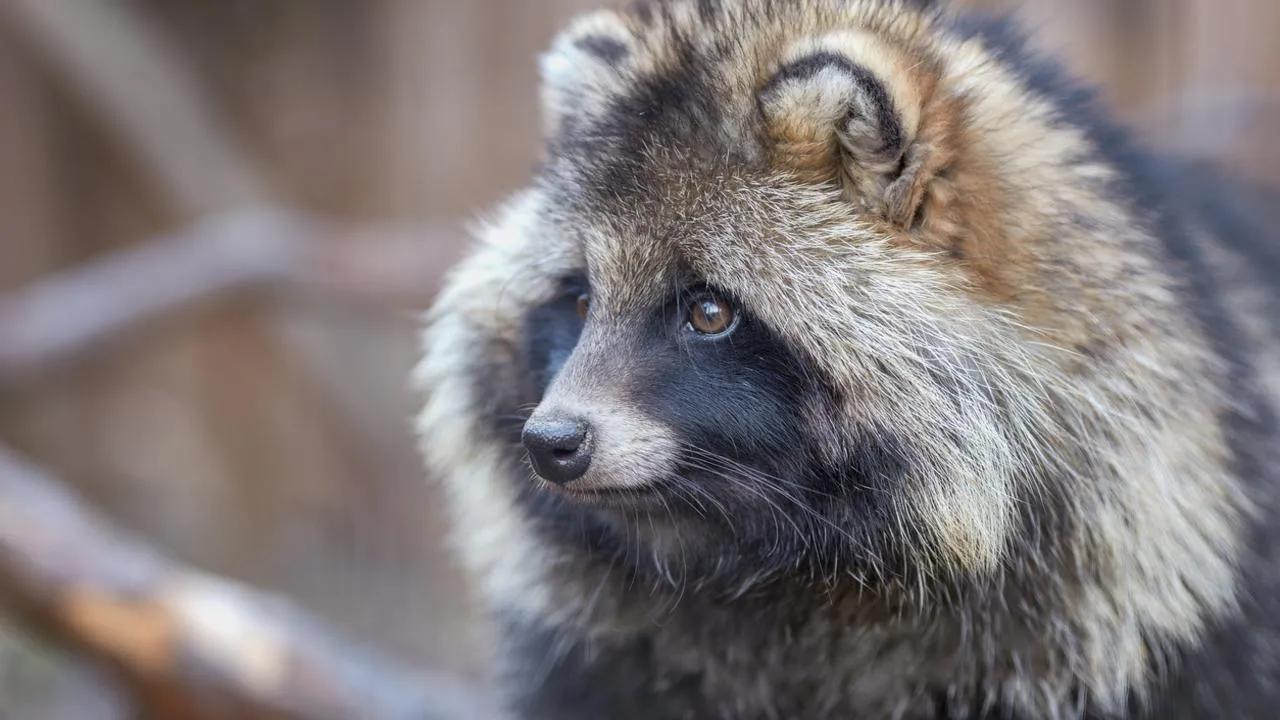 «Чупакабра-мигрант» на даче: неведомый зверь среди грядок удивил жительницу Подмосковья
