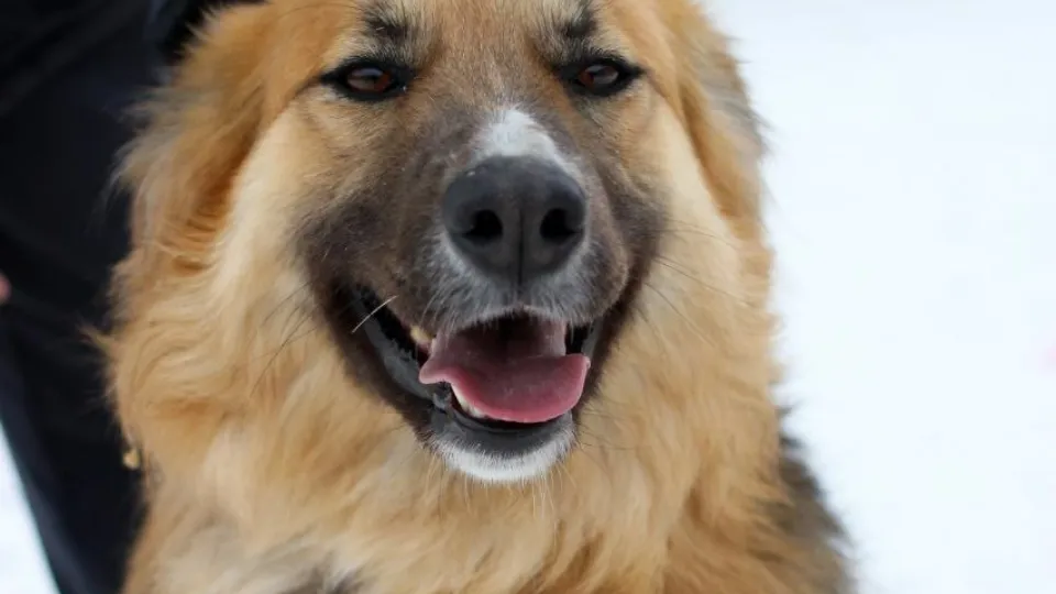 Фото: t.me/dkvidnoe