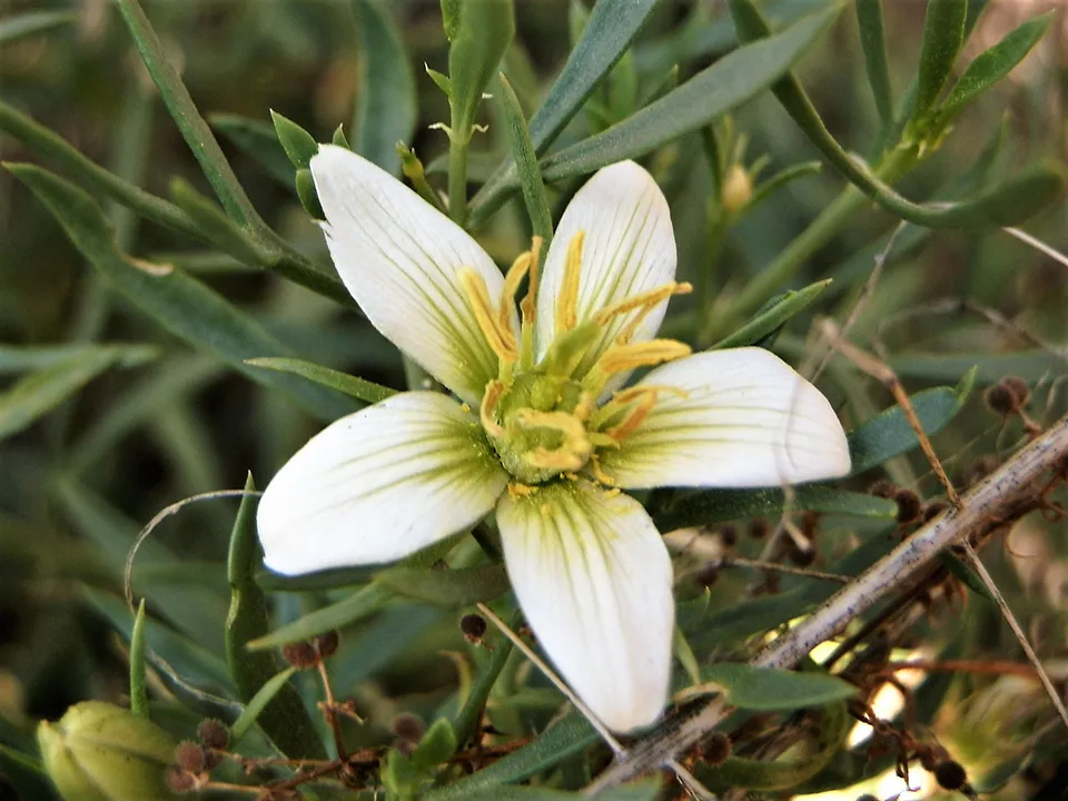 Фото: сommons.wikimedia/Beko