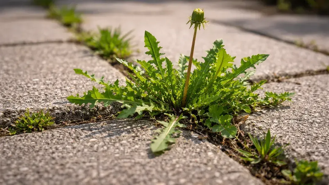 REGIONS/Сгенерировано нейросетью