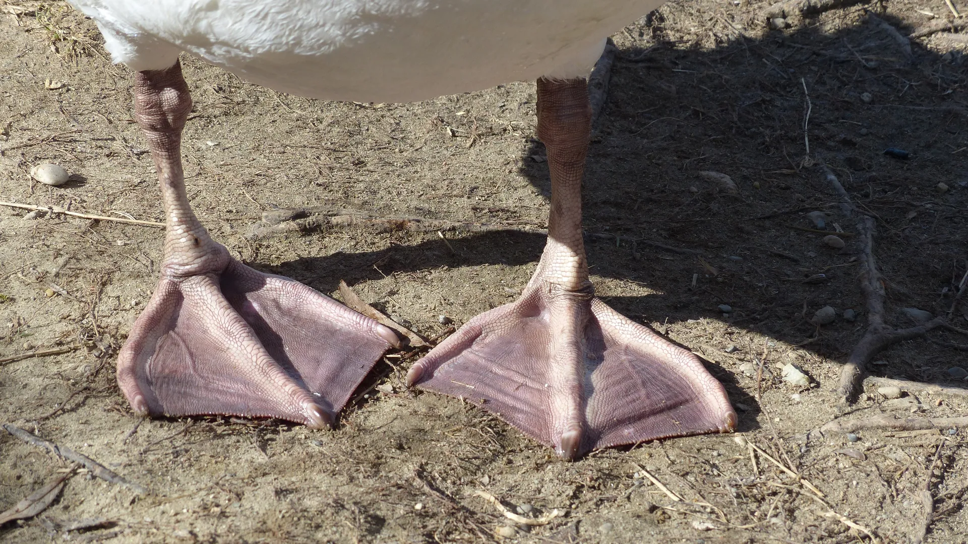 фото: pxhere.com