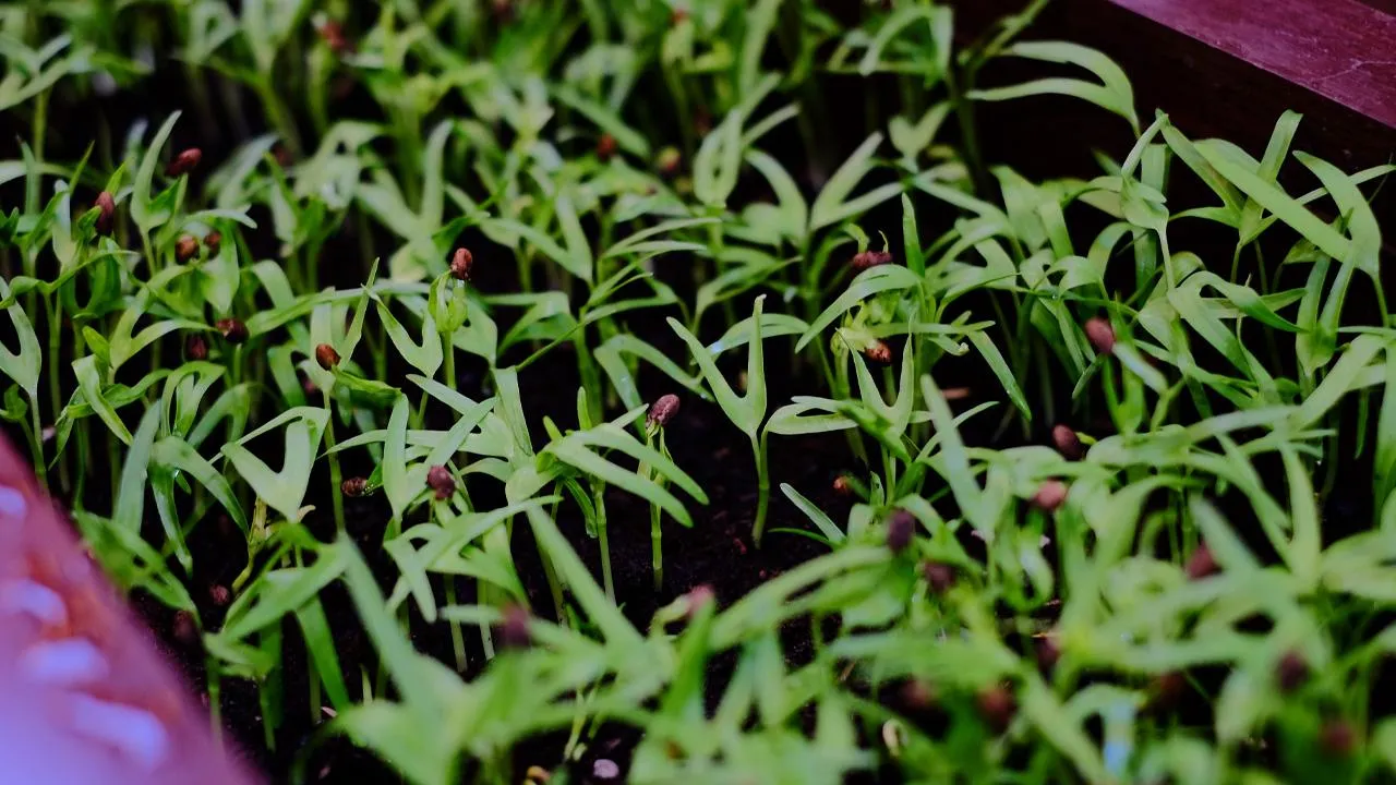 istockphoto.com/AustinChan