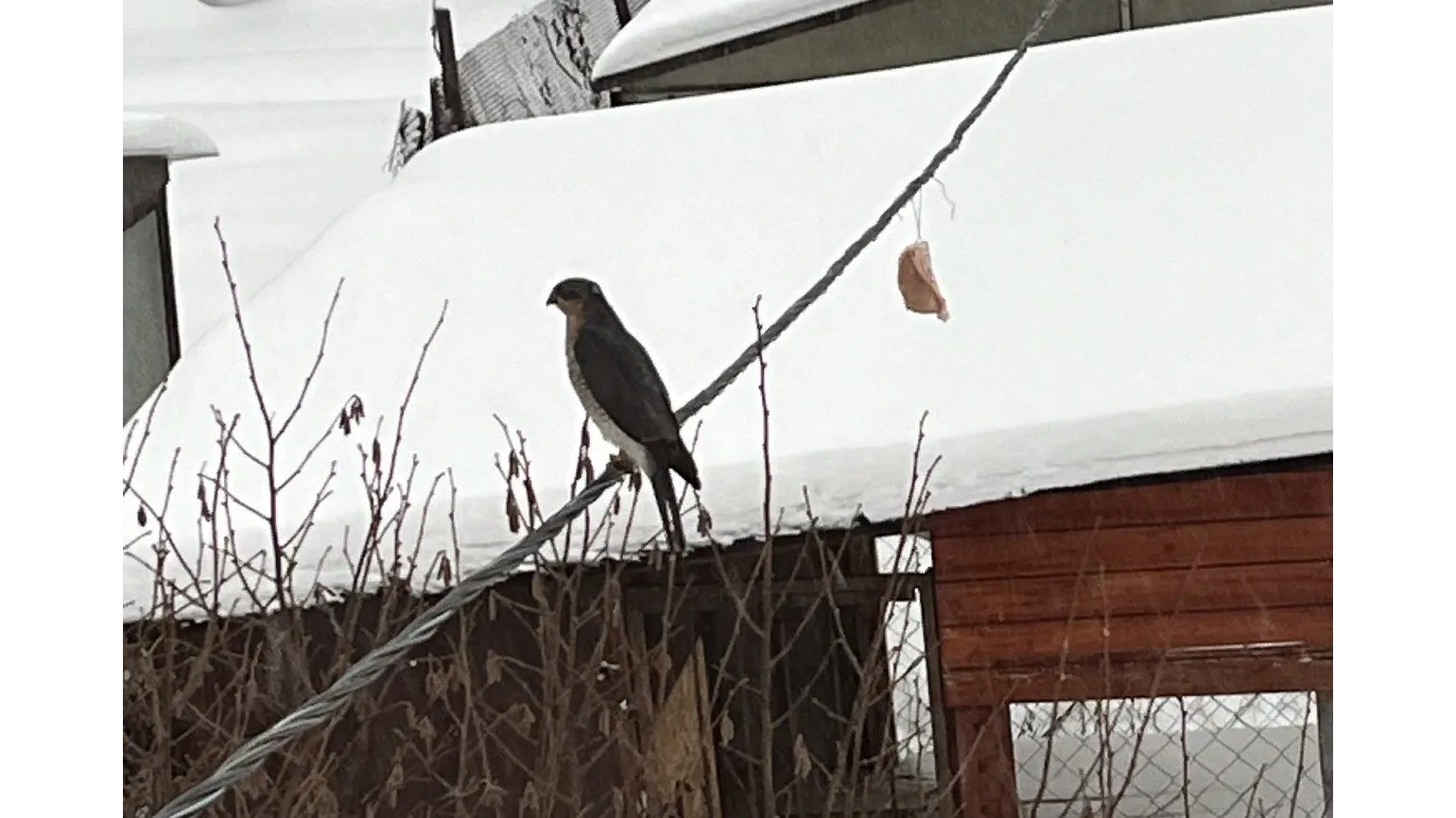 Фото: телеграм-канал «Рай и МКАД Подмосковье»