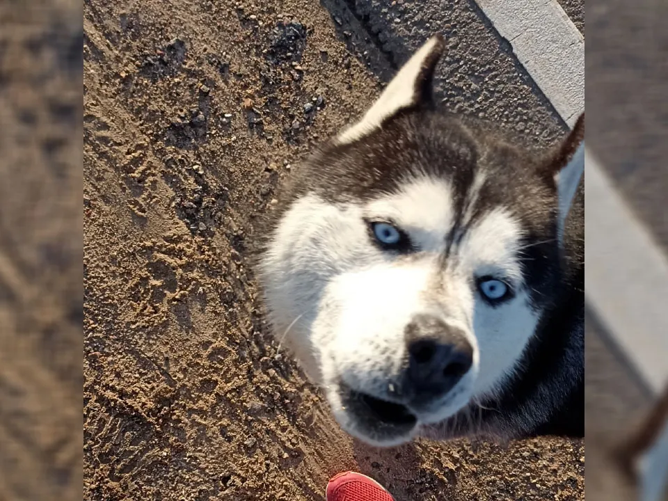 Фото: vk.com/Подслушано Лотошино