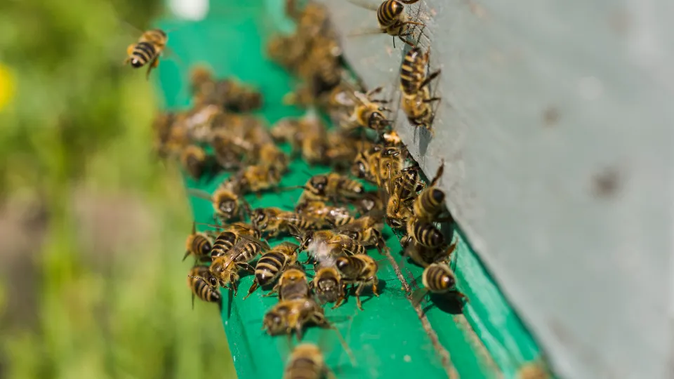 Фото: freepik.com