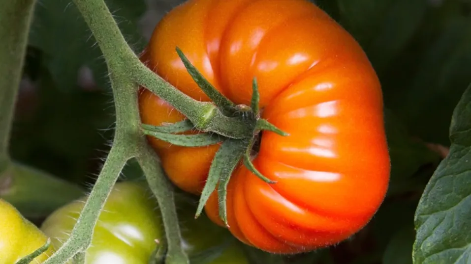 Фото: pxhere.com