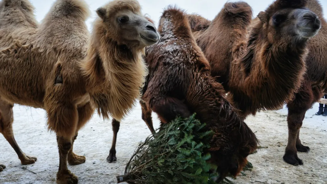 Фото: МедиаБанк Подмосковья/Кирилл Цибизов