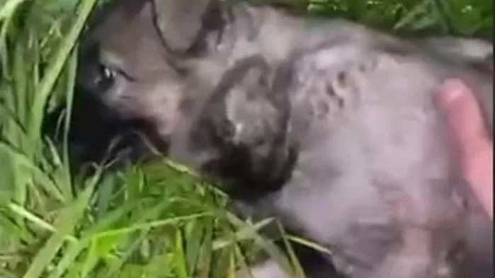 Скриншот из видео в ТГ-канале «Осторожно, Москва»