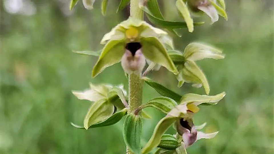 Фото: Комитет лесного хозяйства Московской области