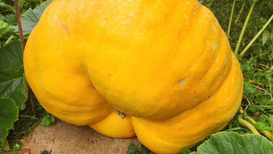 Фото: Медиабанк Подмосковья/Дмитрий Беденко